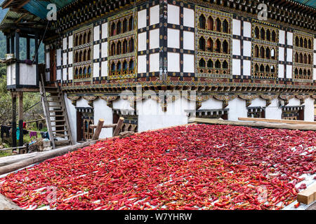 Les piments séchant sur un toit avec maison de ferme typique de la vallée de la rivière Paro, derrière. Le Bhoutan, octobre 2014. Banque D'Images
