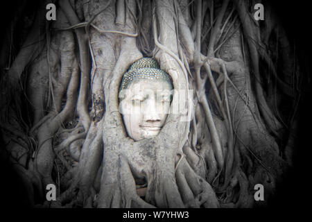 Tête d'un bouddha entouré par les racines des arbres à Wat Maha That, Ayutthaya. Holga image. La Thaïlande, septembre 2014. Banque D'Images