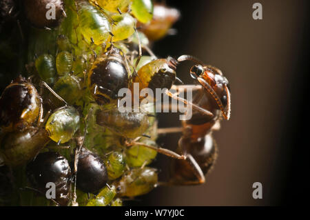 Fourmi noire (Lasius niger) de miellat potable puceron, Bristol, Angleterre, Royaume-Uni. Juillet. Banque D'Images