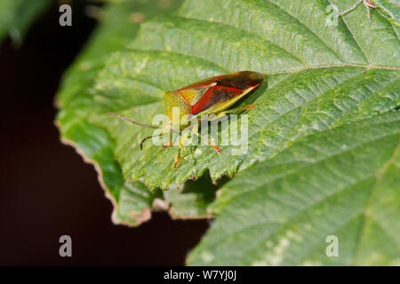 Bouleau (Elasmostethus interstinctus bug shield) sur feuille, Brockley cimetière, Lewisham, London, UK, octobre. Banque D'Images