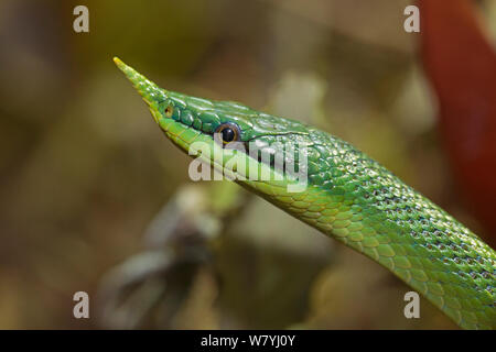 Long vietnamien couleuvre (Rhynchophis boulengeri) captive, originaire du Nord Vietnam et du sud de la Chine. Banque D'Images