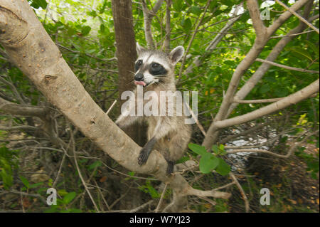 Le Raton laveur (Procyon pygmaeus) climbing tree, l'île de Cozumel, au Mexique. Critique d'extinction des espèces endémiques. Banque D'Images