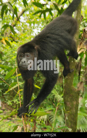 Noir Singe hurleur du Guatemala (Alouatta pigra) babouins, Belize, en Amérique centrale. Les espèces en voie de disparition. Banque D'Images