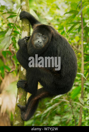 Noir Singe hurleur du Guatemala (Alouatta pigra) babouins, Belize, en Amérique centrale. Les espèces en voie de disparition. Banque D'Images