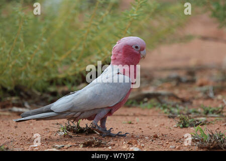 (Eolophus roseicapilla cacatoès cacatoès rosalbin) sur le sol, Exmouth, l'ouest de l'Australie Banque D'Images