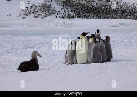 Manchot Empereur (Aptenodytes forsteri) adultes piaillent ensemble pour protéger les poussins de pétrel géant (Macronectes giganteus) de l'Antarctique. Banque D'Images