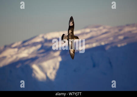 (Daption capense Cape Petrel) en vol, Antarcitca. Banque D'Images