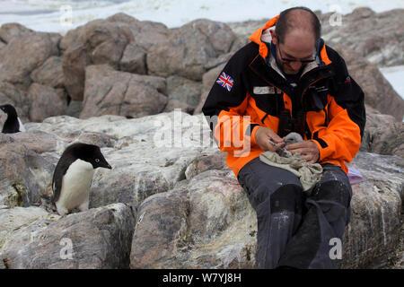 L'ornithologue de la British Antarctic Survey et de mesure (Stercorarius skua Antarctique baguage antarcticus) chick, regardée par curieux pingouin Adélie (Pygoscelis adeliae) Terre Adélie, en Antarctique en janvier 2013. Banque D'Images