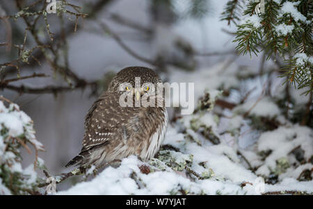 Chouette naine eurasien (Glaucidium passerinum) on snowy branch, Multia, Keski-Finland, janvier. / Centre de la Finlande, Finlande, janvier. Banque D'Images