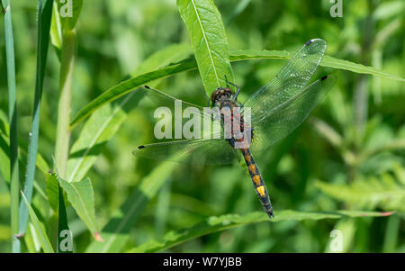 Gros dard à face blanche dragonfly (Leucorrhinia pectoralis) sur feuille, Virolahti, de la Kymi, Finlande, juin. Banque D'Images