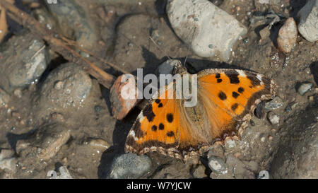 Papillon écaille rares (Nymphalis xanthomelas) sur le sol, Dragsfjärd, Keski-Finland, avril. / Centre de la Finlande, Finlande, avril. Banque D'Images