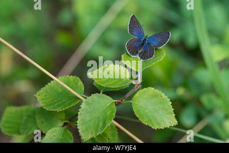 Papillon Bleu canneberge (Plebejus optilete) Kitee, Pohjois-Karjala / Carélie du Nord, en Finlande, en juillet. Banque D'Images