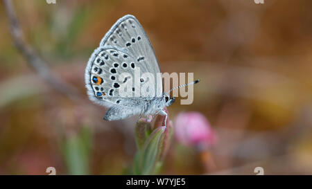 Papillon Bleu canneberge (Plebejus optilete) Lieksa, Pohjois-Karjala / Carélie du Nord, Finlande Banque D'Images