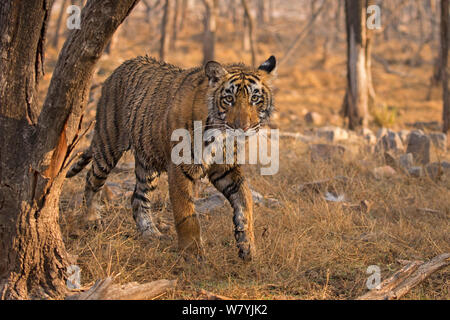 Tigre du Bengale (Panthera tigris tigris) 11 mois cub en forêt, Ranthambhore National Park, Inde. Banque D'Images