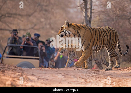 Tigre du Bengale (Panthera tigris tigris) femmes &# 39;T19 Krishna&# 39 ; et cub près des jeeps, Ranthambhore National Park, Inde. Banque D'Images