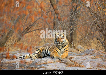 Tigre du Bengale (Panthera tigris tigris) 11 mois cub en hiver forêt, Ranthambhore National Park, Inde. Banque D'Images