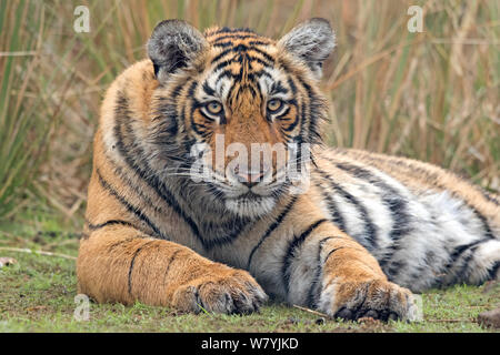 Tigre du Bengale (Panthera tigris tigris) 11 mois cub, Ranthambhore National Park, Inde. Banque D'Images