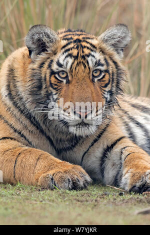 Tigre du Bengale (Panthera tigris tigris) 11 mois cub, Ranthambhore National Park, Inde. Banque D'Images