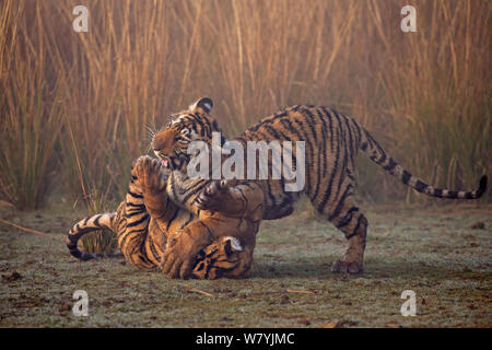 Tigre du Bengale (Panthera tigris tigris) 11 mois d'Oursons jouant, Ranthambhore National Park, Inde. Banque D'Images