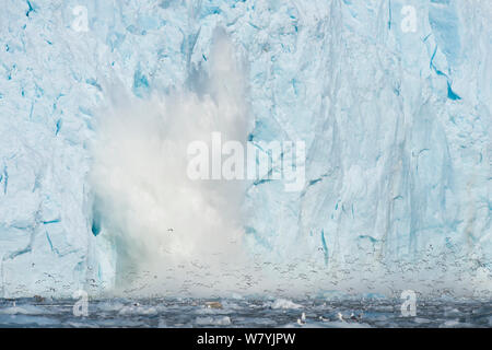 Le vêlage des glaciers l'origine de mouettes tridactyles (Rissa tridactyla) à prendre de l'air en panique, côte ouest de Svalbard, en Norvège, en août. Banque D'Images