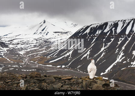 Svalbard ptarmigan (Lagopus muta hyperborea) encore en plumage d'hiver au début de juillet, à l'extérieur de Longyearbyen, Svalbard, Norvège. Banque D'Images