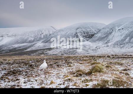 Svalbard ptarmigan (Lagopus muta hyperborea) à l'automne comme la première neige arrive sur l'archipel de Svalbard, en Norvège, en avril. Banque D'Images