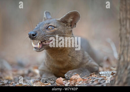 Fosa (Cryptoprocta ferox), femme étendue sur le sol. Forêt de Kirindy, à Madagascar. Banque D'Images