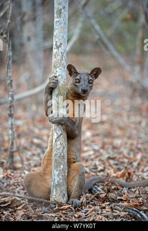 Fosa (Cryptoprocta ferox) Marquage des hommes sur un territoire l'accouplement arbre, forêt de Kirindy, à Madagascar. Banque D'Images