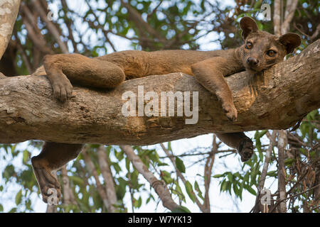 Fosa (Cryptoprocta ferox), mâle, reposant sur l'arbre, forêt de Kirindy, à Madagascar. Banque D'Images