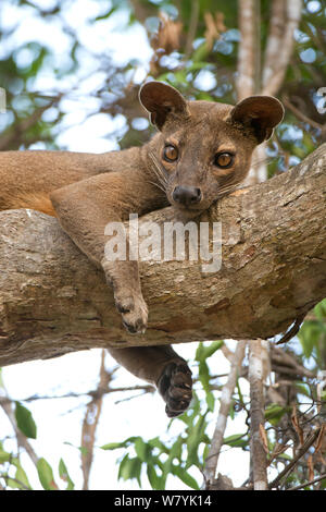 Fosa (Cryptoprocta ferox), mâle, reposant sur l'arbre, forêt de Kirindy, à Madagascar. Banque D'Images