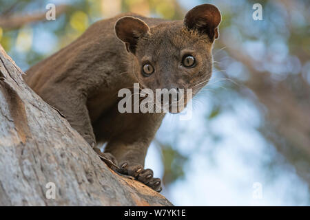 Fosa (Cryptoprocta ferox) mâle en arbre, forêt de Kirindy, à Madagascar. Banque D'Images