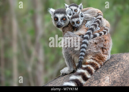 Untitled document (Lemur catta) femmes transportant deux bébés. Site de conservation communautaire Anjaha, près d'Ambalavao, Madagasca Banque D'Images