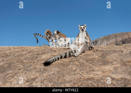 Untitled document (Lemur catta), mère bébé allaité aux beaux rochers, avec deux combats derrière, Anjaha Site de conservation communautaires, près de Ambalavao, Madagascar. Banque D'Images