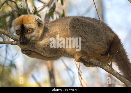 Lémurien à la façade rouge (Eulemur rufifrons) mâle en arbre, forêt de Kirindy, à Madagascar. Banque D'Images