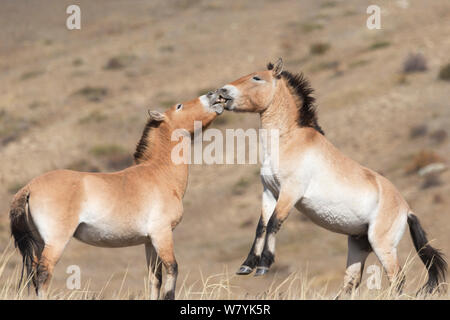 Deux chevaux de Przewalski sauvage / Takhi (Equus ferus przewalskii) Baccalauréat en etalons jouer combats, Hustai National Park, TUV, Province de la Mongolie. Les espèces en voie de disparition. Septembre. Banque D'Images