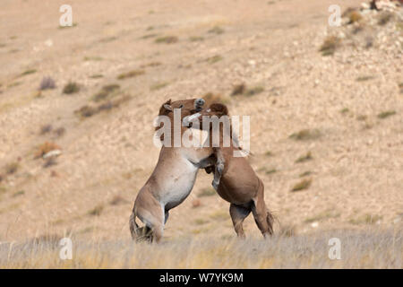 Deux chevaux de Przewalski sauvage / Takhi (Equus ferus przewalskii) Baccalauréat en etalons jouer combats, Hustai National Park, TUV, Province de la Mongolie. Les espèces en voie de disparition. Septembre. Banque D'Images