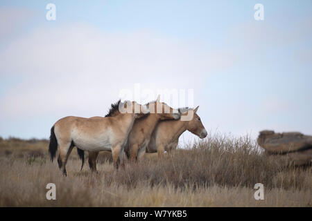 Trois chevaux de Przewalski sauvage / Takhi (Equus ferus przewalskii) etalons jouer-combats, Hustai National Park, TUV, Province de la Mongolie. Les espèces en voie de disparition. Septembre. Banque D'Images