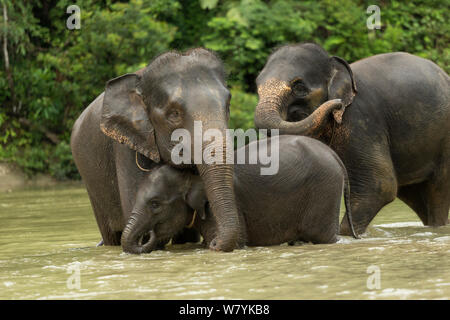 Les éléphants de Sumatra (Elephas maximus sumatranus) le bain. Remis en état et éléphants domestiques utilisés par les rangers à patrouiller dans la forêt et à jouer avec les touristes. Tangkahan Gunung Leuser, NP, Sumatra, Indonésie. Banque D'Images