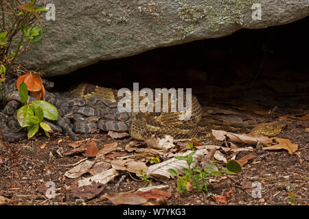 Crotale des bois (Crotalus horridus) femelle avec les jeunes nouveau-né, Pennsylvania, USA, septembre. Banque D'Images
