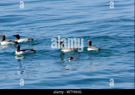 Guillemot (Uria aalge) groupe d'adultes avec chick, Leyn Péninsule, Gwynedd, Pays de Galles, Royaume-Uni, juillet. Banque D'Images