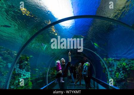 Les gens qui regardent les poissons du tunnel sous-marin, Den Bla Planète aquarium, Copenhague, Danemark, Europe, septembre 2014. Banque D'Images