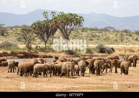 Plusieurs African elephant (Loxodonta africana) troupeaux regroupant près de l'Ewaso Nyiro, Réserve nationale de Samburu, Kenya. Banque D'Images