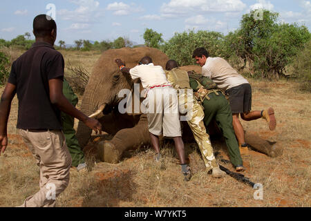 Dr Bernard Rono, Kenya Wildlife Service vétérinaire et de Sauver les éléphants, l'équipe essaie de faire de l'éléphant africain (Loxodonta africana) avec blessure dans son côté. La Réserve nationale de Samburu, Kenya. Parution du modèle. Prises avec la coopération du Kenya Wildlife Service et sauver les éléphants Banque D'Images