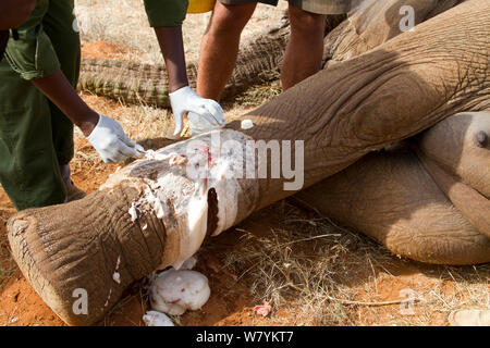 Dr Bernard Rono, Kenya Wildlife Service vétérinaire, en prenant soin d'une blessure par balle de l'éléphant africain (Loxodonta africana) de la famille de la rivière Porcupine. La Réserve nationale de Samburu, Kenya. Parution du modèle. Prises avec la coopération du Kenya Wildlife Service et sauver les éléphants Banque D'Images