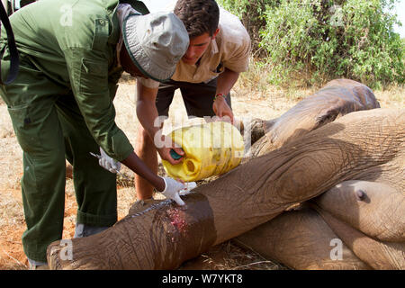 Dr Bernard Rono, Kenya Wildlife Service vétérinaire, en prenant soin d'une blessure par balle de l'éléphant africain (Loxodonta africana) de la famille de la rivière Porcupine. La Réserve nationale de Samburu, Kenya. Parution du modèle. Prises avec la coopération du Kenya Wildlife Service et sauver les éléphants Banque D'Images