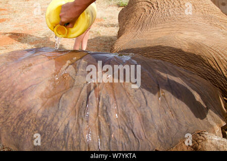 Dr Bernard Rono, Kenya Wildlife Service vétérinaire, en prenant soin d'une blessure par balle de l'éléphant africain (Loxodonta africana) de la famille de la rivière Porcupine. La Réserve nationale de Samburu, Kenya. Parution du modèle. Prises avec la coopération du Kenya Wildlife Service et sauver les éléphants Banque D'Images