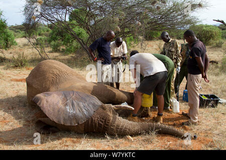 Dr Bernard Rono, Kenya Wildlife Service vétérinaire, et de Sauver les éléphants, l'équipe en prenant soin d'une blessure par balle de l'éléphant africain (Loxodonta africana) de la famille de la rivière Porcupine. La Réserve nationale de Samburu, Kenya. Parution du modèle. Prises avec la coopération du Kenya Wildlife Service et sauver les éléphants Banque D'Images