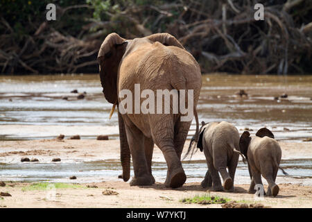 L'éléphant africain (Loxodonta africana) menant les bébés dans l'Ewaso Nyiro. La Réserve nationale de Samburu, Kenya. Banque D'Images