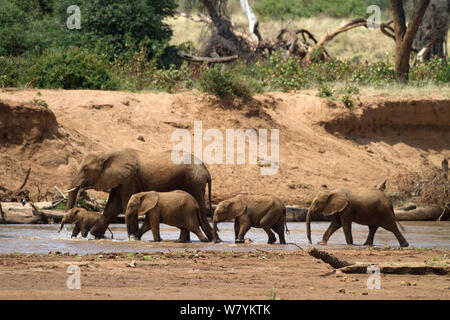 L'éléphant africain (Loxodonta africana) matriarche menant nés grâce à l'Ewaso Nyiro, Réserve nationale de Samburu, Kenya. Banque D'Images