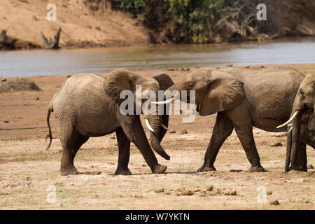 Les jeunes taureaux de l'eléphant d'Afrique (Loxodonta africana) jouer des combats, la réserve nationale de Samburu, Kenya. Banque D'Images